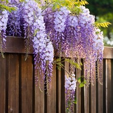 Glicine wisteria pianta usato  Valmacca