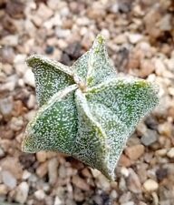 Astrophytum myriostima 3cm for sale  CHESTER