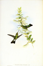 1990 vintage hummingbird for sale  Fullerton