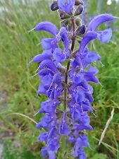 Salvia pratensis wiesen gebraucht kaufen  Bad Kissingen