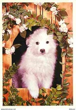 Animals dogs niche d'occasion  Expédié en Belgium