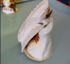 Large triton shell for sale  WALSALL