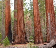 Sequoiadendron giganteum sequo usato Sequoiadendron giganteum sequo usato  Napoli