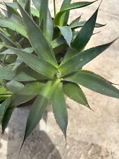Agave blue glow for sale  San Marcos