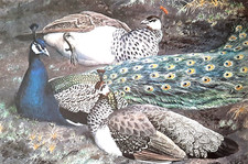 Peacock peahens vintage for sale  NELSON