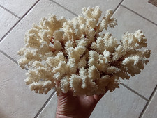 Grand squelette corail d'occasion  La Mothe-Saint-Héray