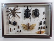 Cabinet curiosités boite d'occasion Cabinet curiosités boite d'occasion  Roussillon