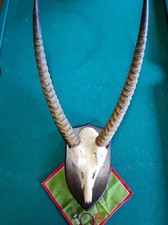 Afrika trophäe geweih gebraucht kaufen  Elsfleth