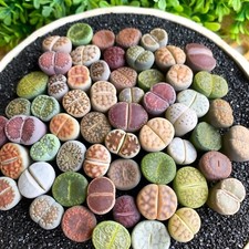 Lithops diy large for sale  Los Angeles