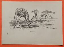 Giraffen äsend giraffe gebraucht kaufen  Lauenburg/ Elbe