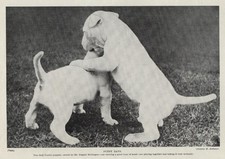 Bull terrier puppies for sale  Tampa