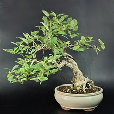 yamadori usato yamadori usato Cison di Valmarino