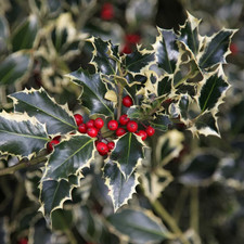 Ilex aquifolium argentea for sale  KING'S LYNN