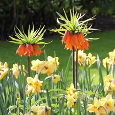 Kaiserkronen range fritillaria gebraucht kaufen  Emden