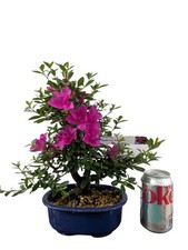 Imported satsuki azalea for sale  YORK