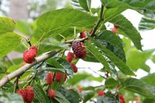 Rote maulbeere morus gebraucht kaufen  Tauberbischofsheim