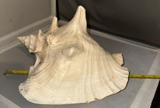 Large conch shell for sale  Big Stone Gap