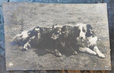 Border collie bromsgrove for sale  BROMSGROVE