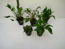 Töpfe cryptocoryne wasserkelc gebraucht kaufen  Gelsenkirchen