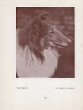 ESTUDO DE CABEÇA DE COLLIE ÁSPERO ANTIGO VINTAGE 1934 NOMEADO CÃO CAMPEÃO IMPRESSÃO DE PÁGINA SÉPIA comprar usado  Enviando para Brazil