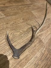 stag antlers for sale  BRIDGE OF ORCHY