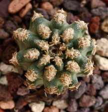 Pediocactus sp. near usato  Italia
