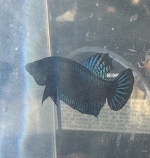 betta fighting fish for sale  Miami