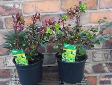 Euphorbia amygdaloides purpure for sale  CREWE