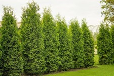 Thuja brabant 2st gebraucht kaufen  Saterland