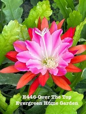 Rooted epiphyllum orchid for sale  San Jose