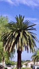 King alexander palm for sale  Highland
