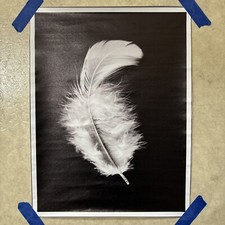Falling feather black for sale  Vandalia