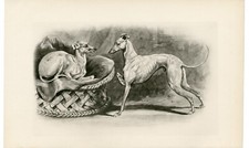 Italian greyhound rare for sale  COLEFORD