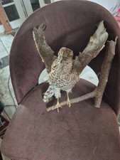 Tierpräparat raubvogel gebraucht kaufen  Krefeld