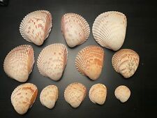 Muscheln muschelschalen sea gebraucht kaufen  Röthlein