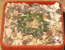 Ariocarpus kotschoubeyanus var gebraucht kaufen  Falkensee