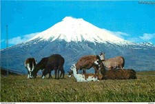 Animaux lamas equateur d'occasion  Fruges