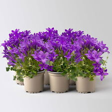 Glockenblume mini blau gebraucht kaufen  Deutschland