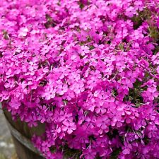 hardy plants for sale hardy plants for sale LONDON