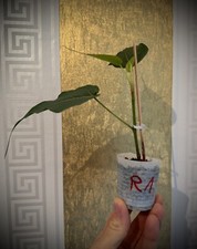 Pianta ficus religiosa usato  Spedire a Italy