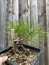 Schwarzkiefer pre bonsai gebraucht kaufen  Theres
