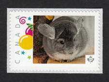 Chinchilla francobollo fotogra usato Chinchilla francobollo fotogra usato  Spedire a Italy