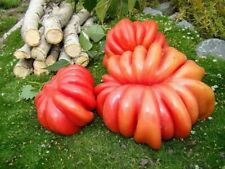 Semi pomodoro cesto usato  Reggio Calabria