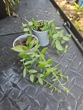 Gracilis lipstick live for sale  Englewood
