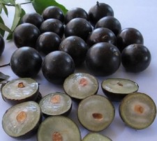 Jaboticaba plant sabara for sale  Tampa