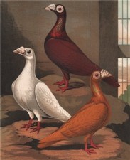 Pigeons. red white for sale  LONDON