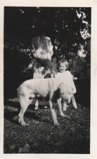 Pitbull dog vintage for sale  Hayward