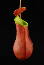 Nepenthes reinwardtiana red usato  Italia