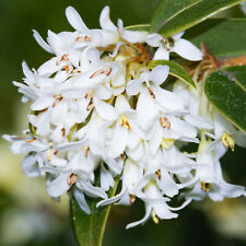 Osmanthus burkwoodii fragrant for sale  UK