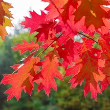 Quercia rossa americana usato  Valmacca